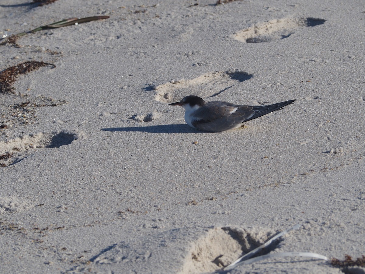 Common Tern - ML609649590