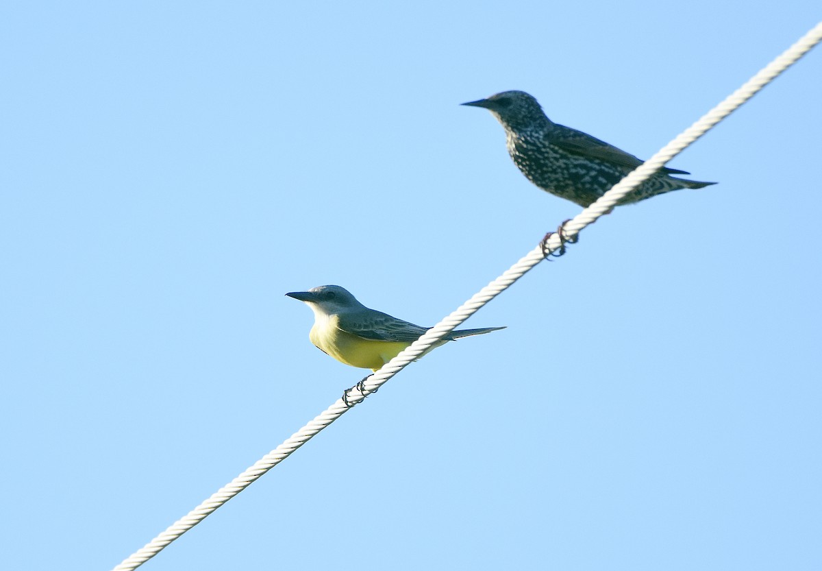 Tropical/Couch's Kingbird - ML609649621