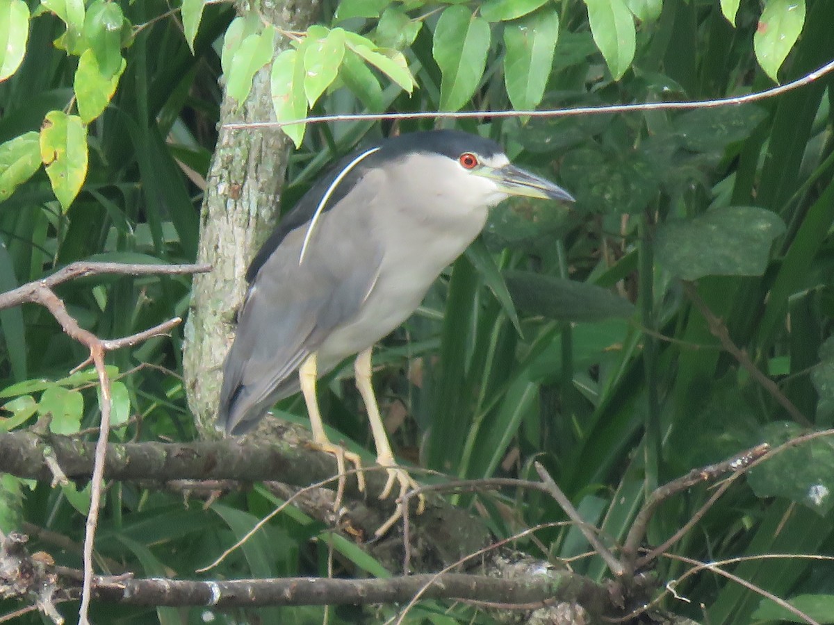 Black-crowned Night Heron - ML609649658