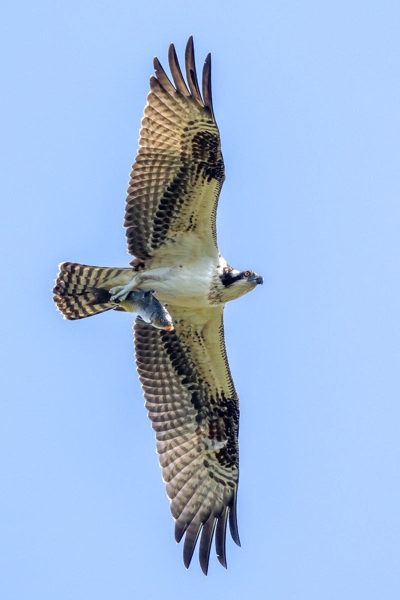 Águila Pescadora - ML609649678