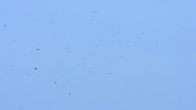 new world warbler sp. - ML609649795