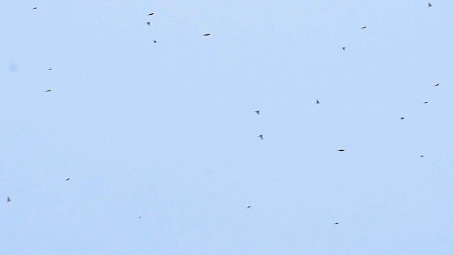 Passeriformes sp. - ML609649859