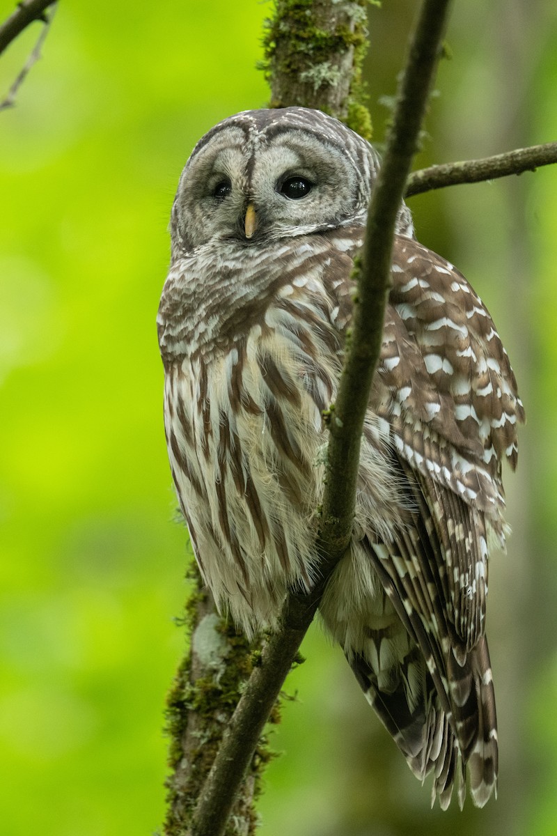 Barred Owl - ML609649867