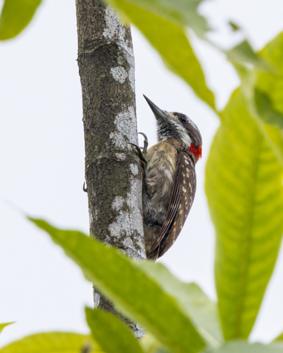 Sulawesi Pygmy Woodpecker - Phil Bartley