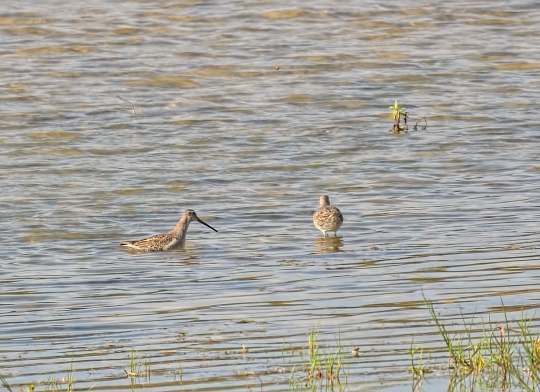 Long-billed Dowitcher - ML609649884