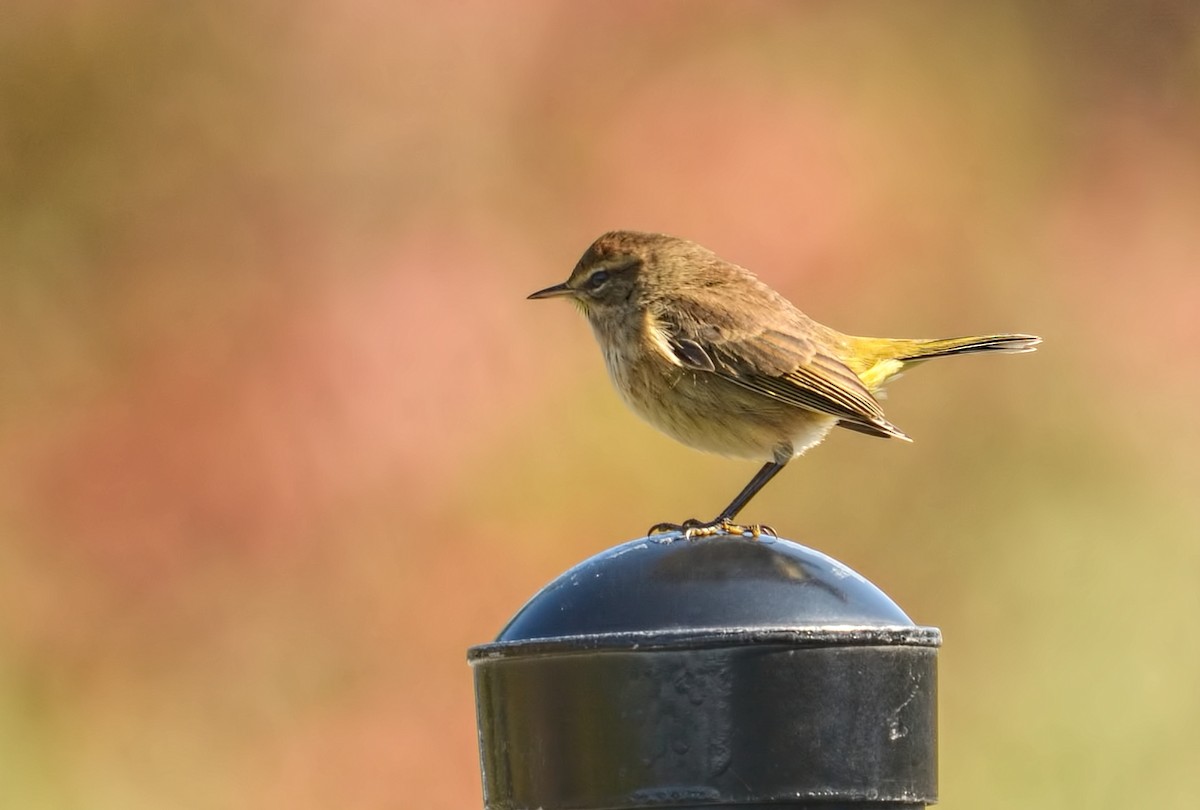 Palm Warbler - ML609649891