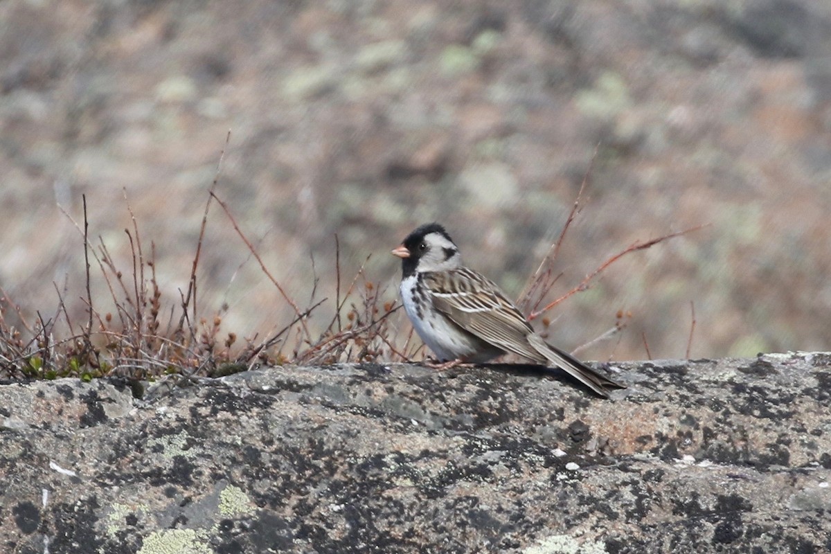 Harris's Sparrow - ML60964991