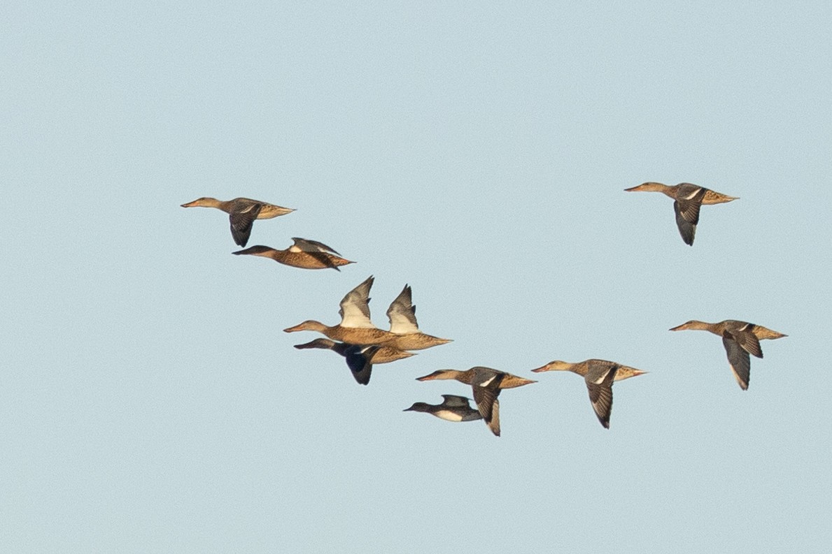 Northern Shoveler - ML609649969