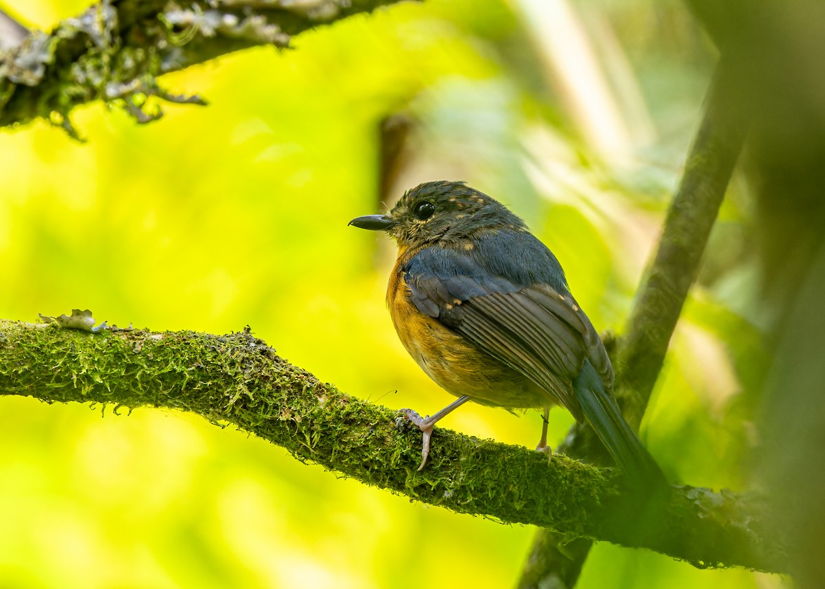 Sulawesi Blue Flycatcher (Sulawesi) - ML609649989