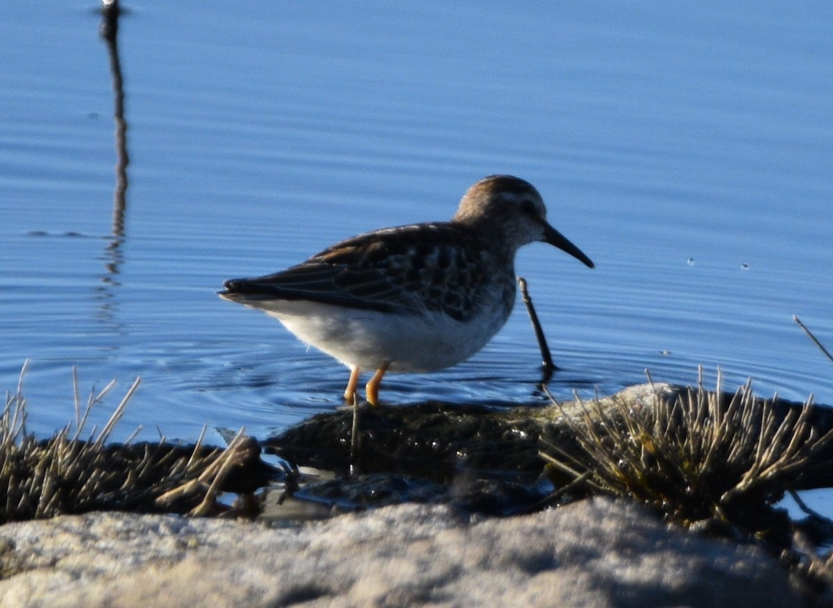 Least Sandpiper - ML609650024