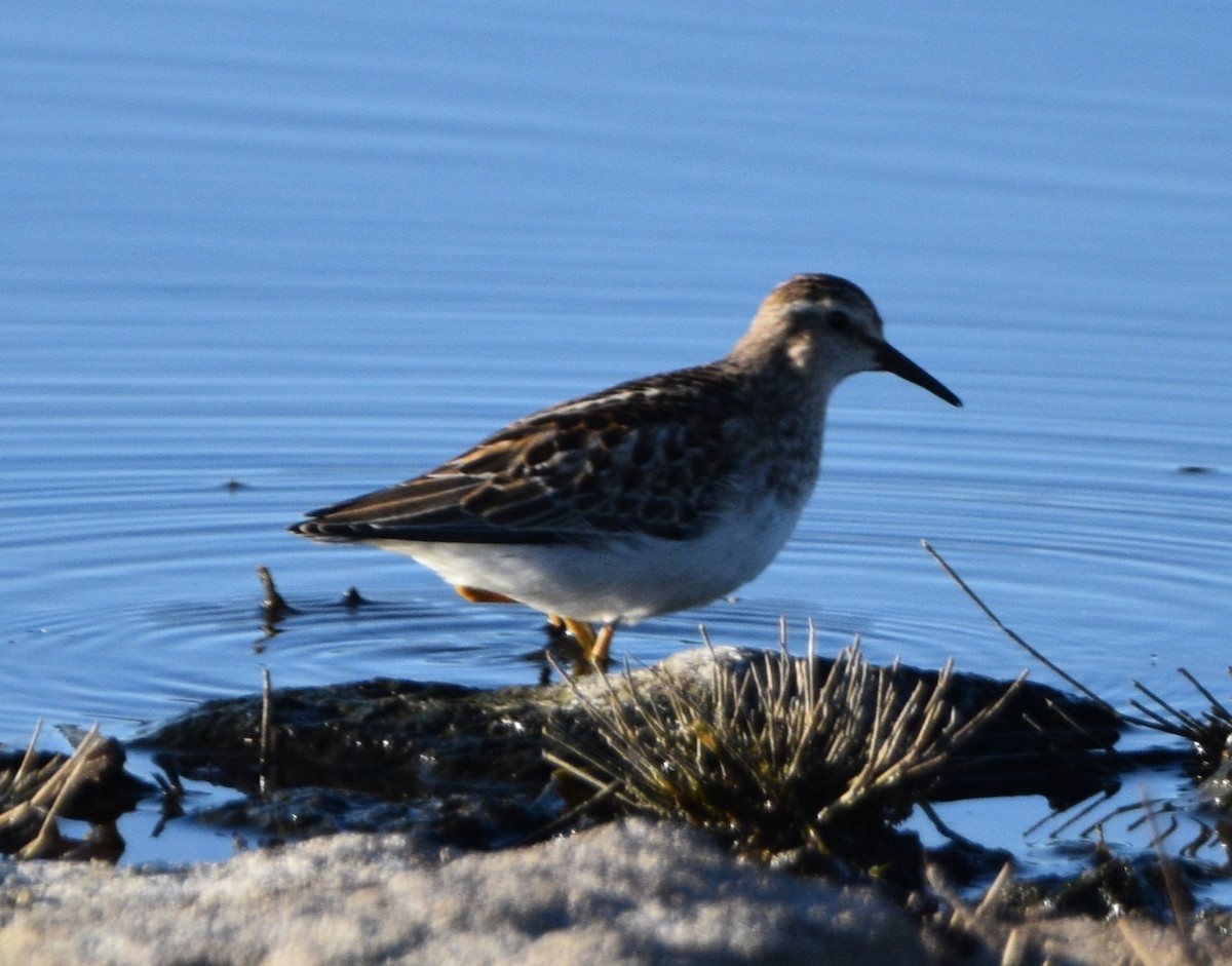 pygmésnipe - ML609650025