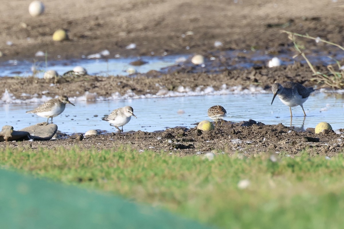 shorebird sp. - Jeff G