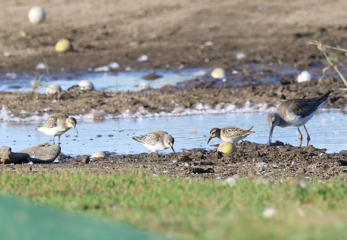 shorebird sp. - ML609650089