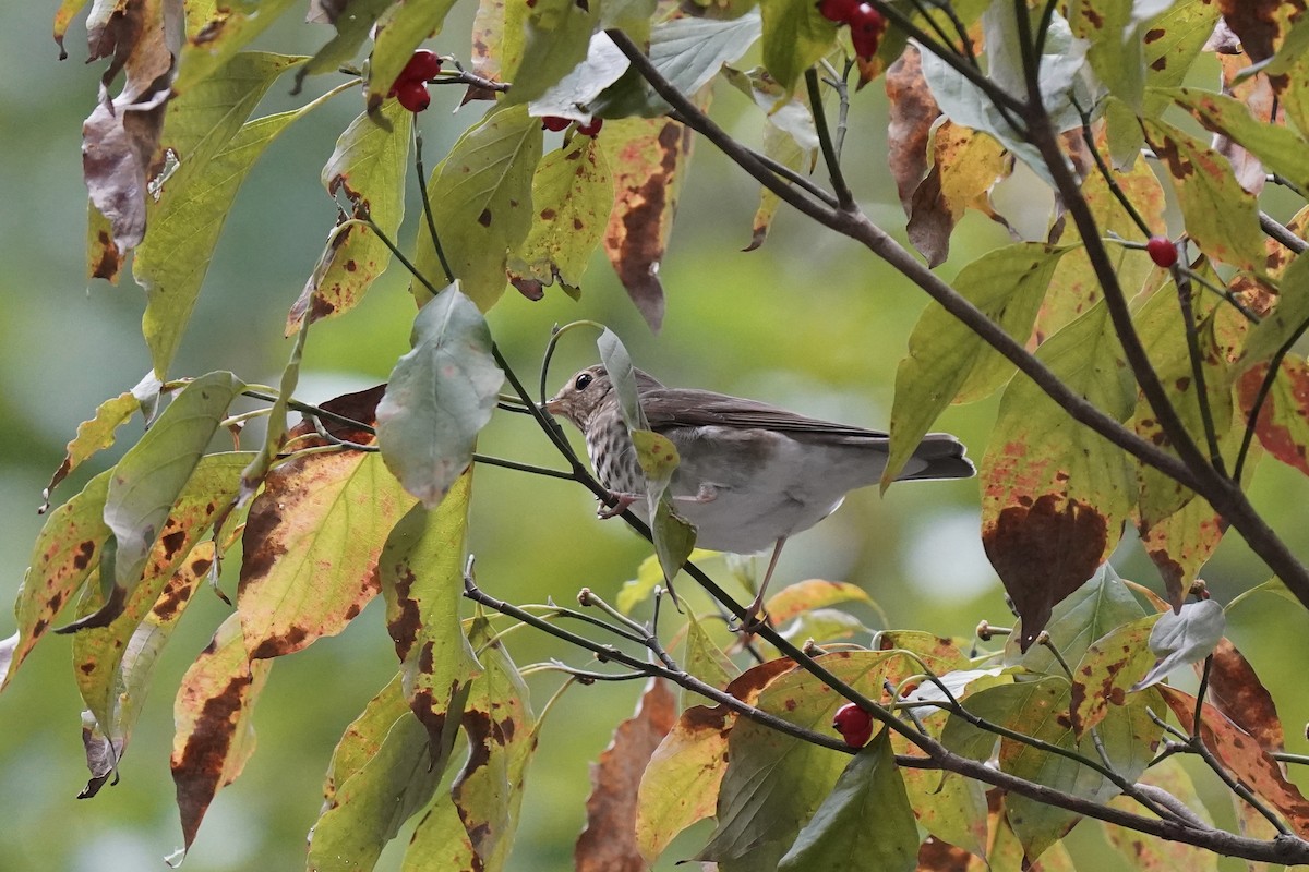 Swainson's Thrush - ML609650099