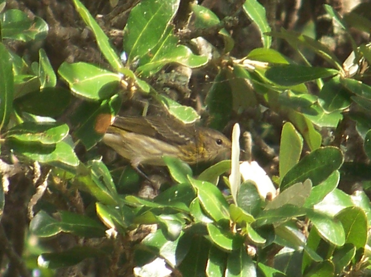 Cape May Warbler - ML609650242