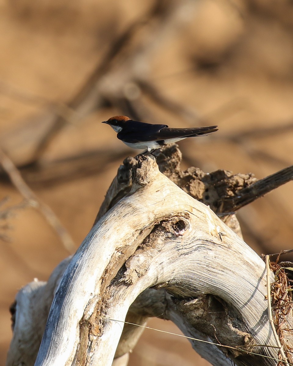 Wire-tailed Swallow - ML609650267