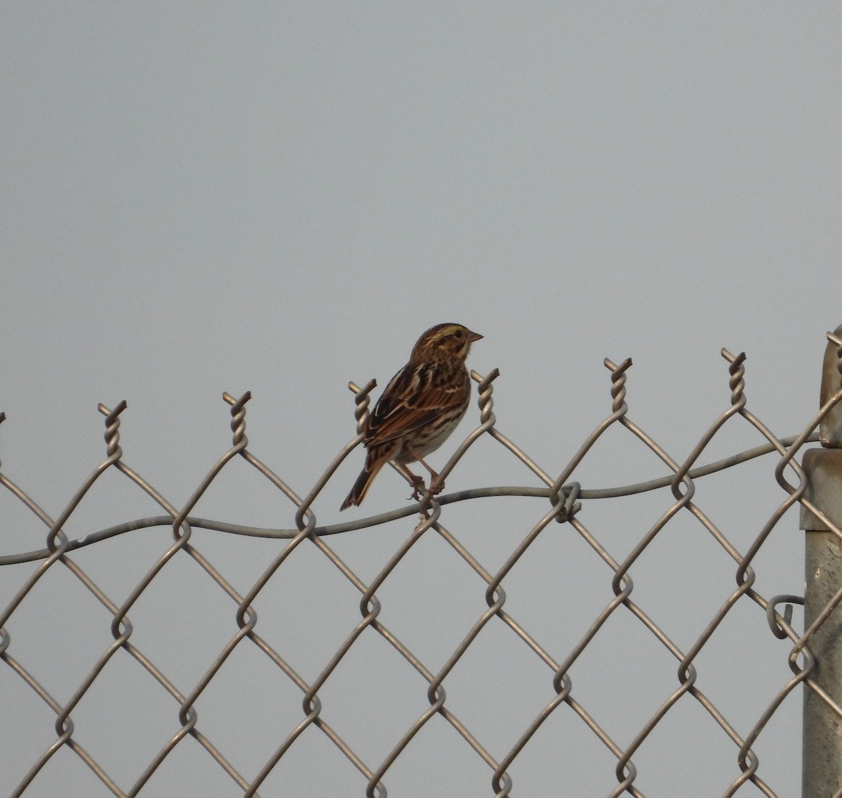 Savannah Sparrow - ML609650316