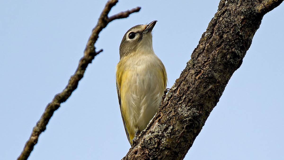 Blue-headed Vireo - ML609650383