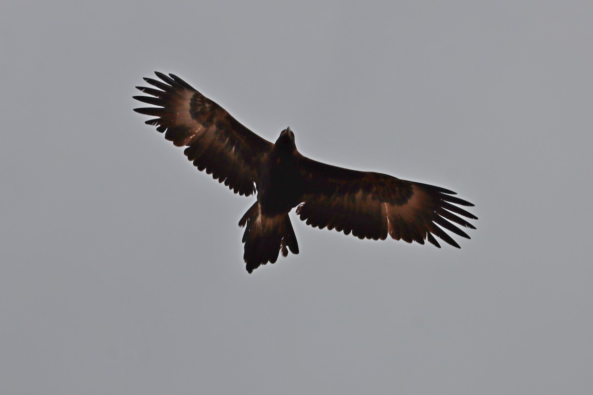 Wedge-tailed Eagle - ML609650429