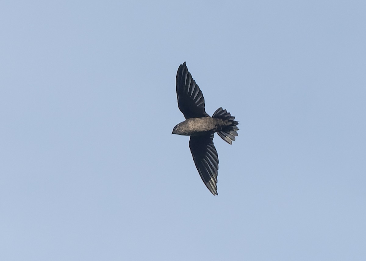 Chimney Swift - ML609650437