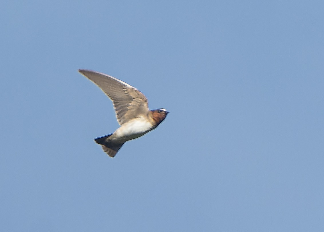 Cliff Swallow - Guillermo  Saborío Vega