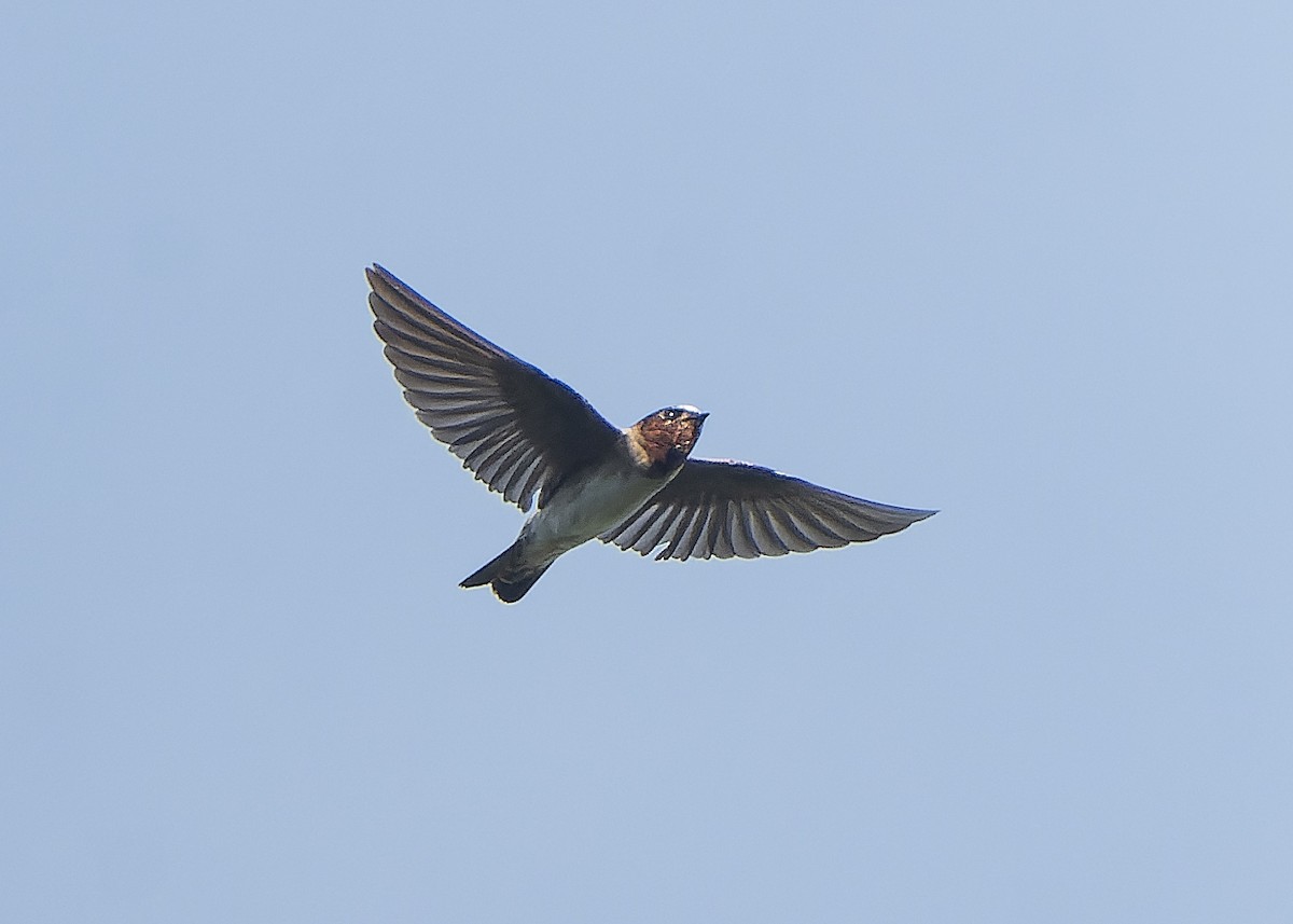 Cliff Swallow - Guillermo  Saborío Vega