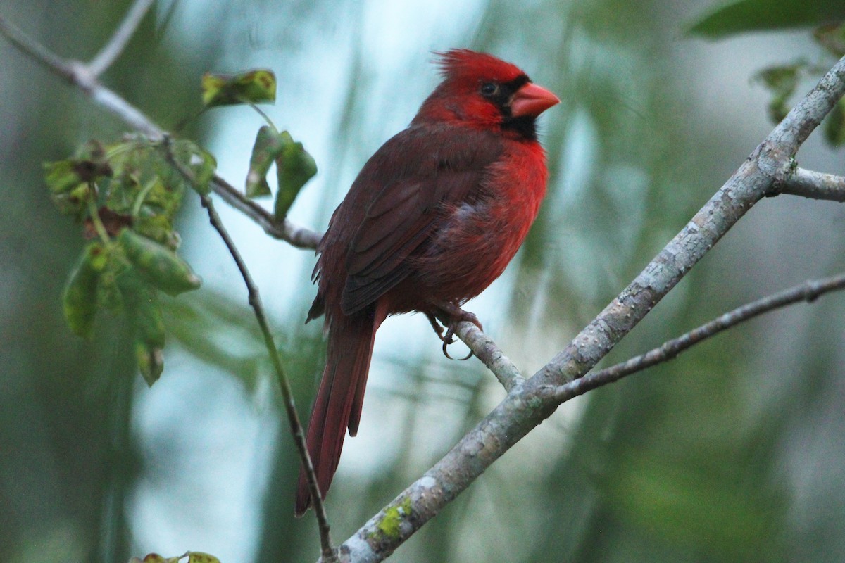 Northern Cardinal - ML609650539