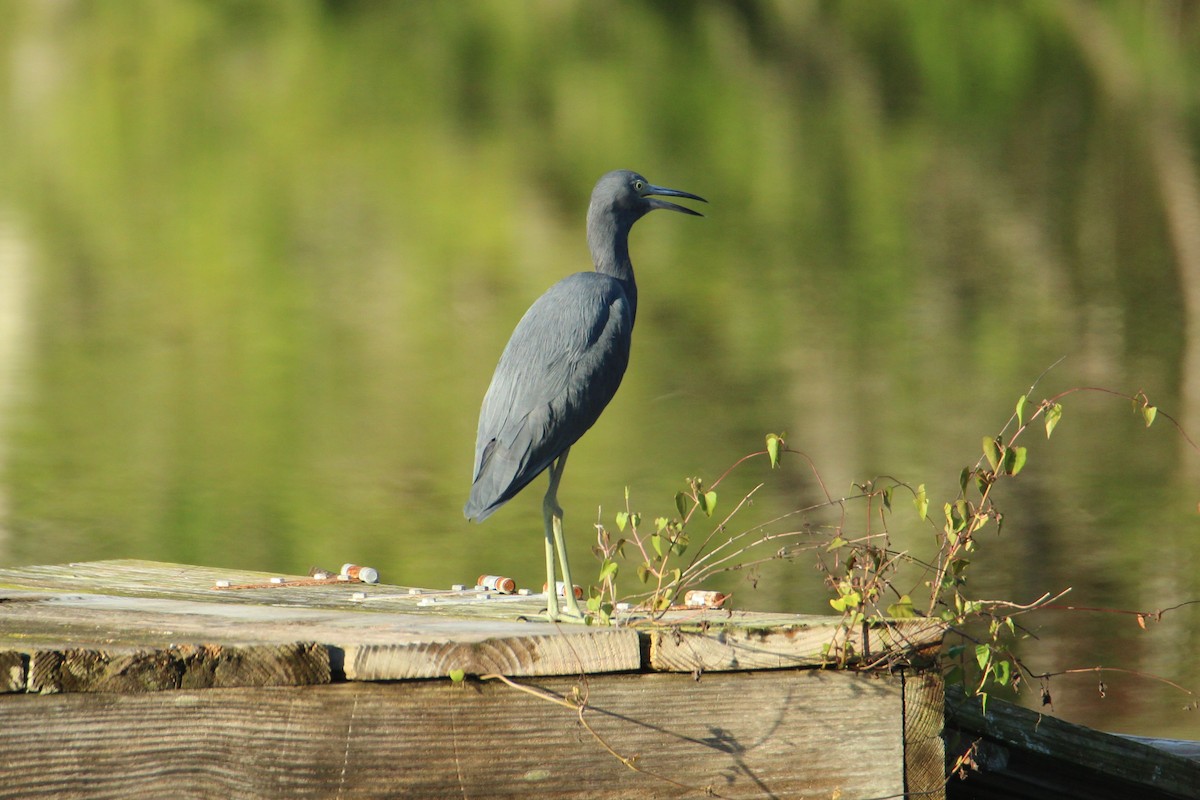 Little Blue Heron - ML609650602