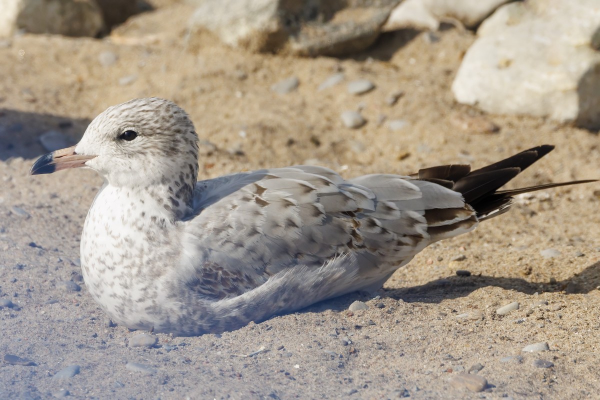 Ring-billed Gull - ML609650645