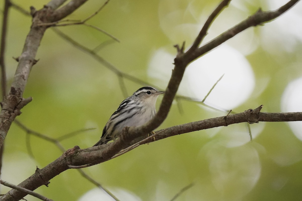 Black-and-white Warbler - ML609650659
