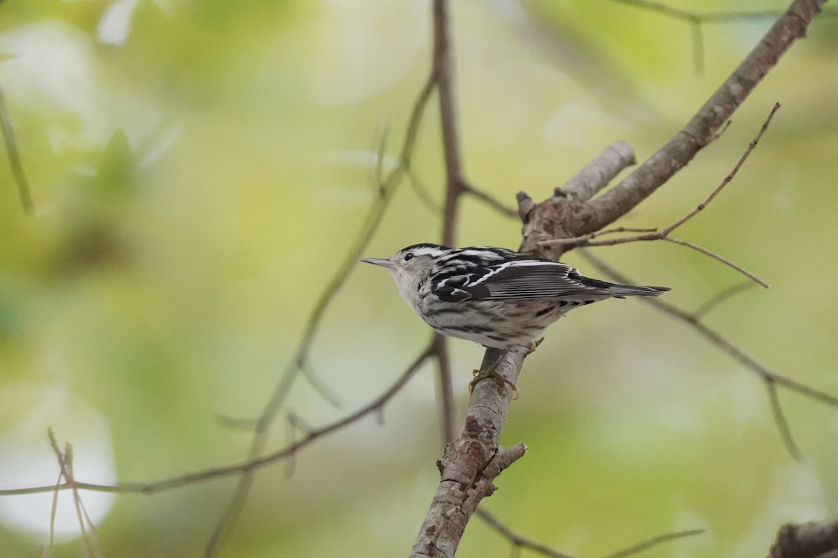 Black-and-white Warbler - ML609650660