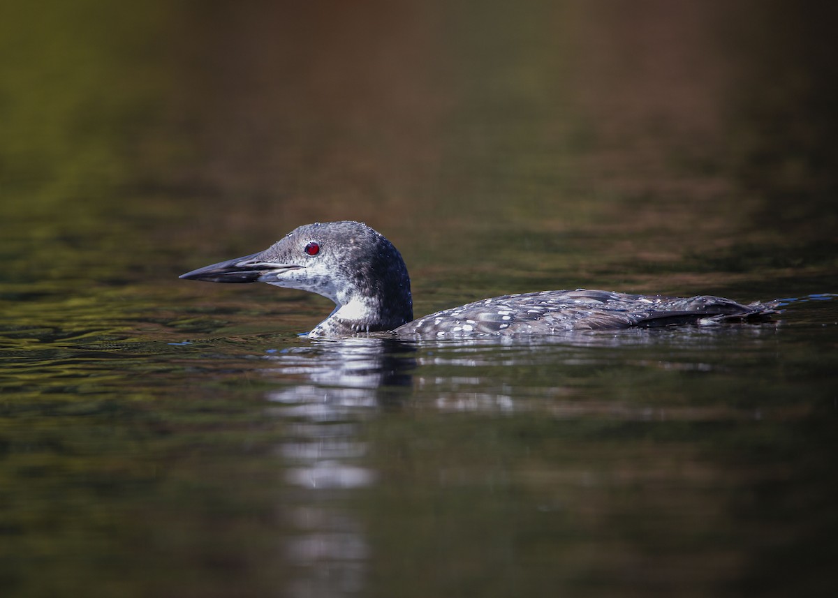 Plongeon huard - ML609650683