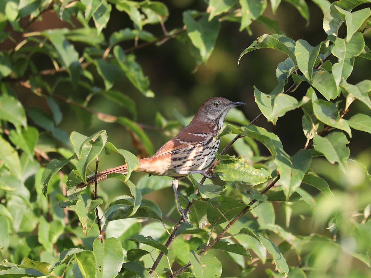 Brown Thrasher - ML609650706