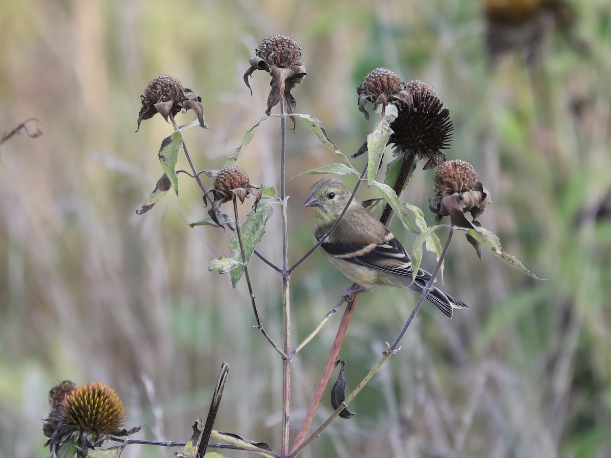 American Goldfinch - ML609650715