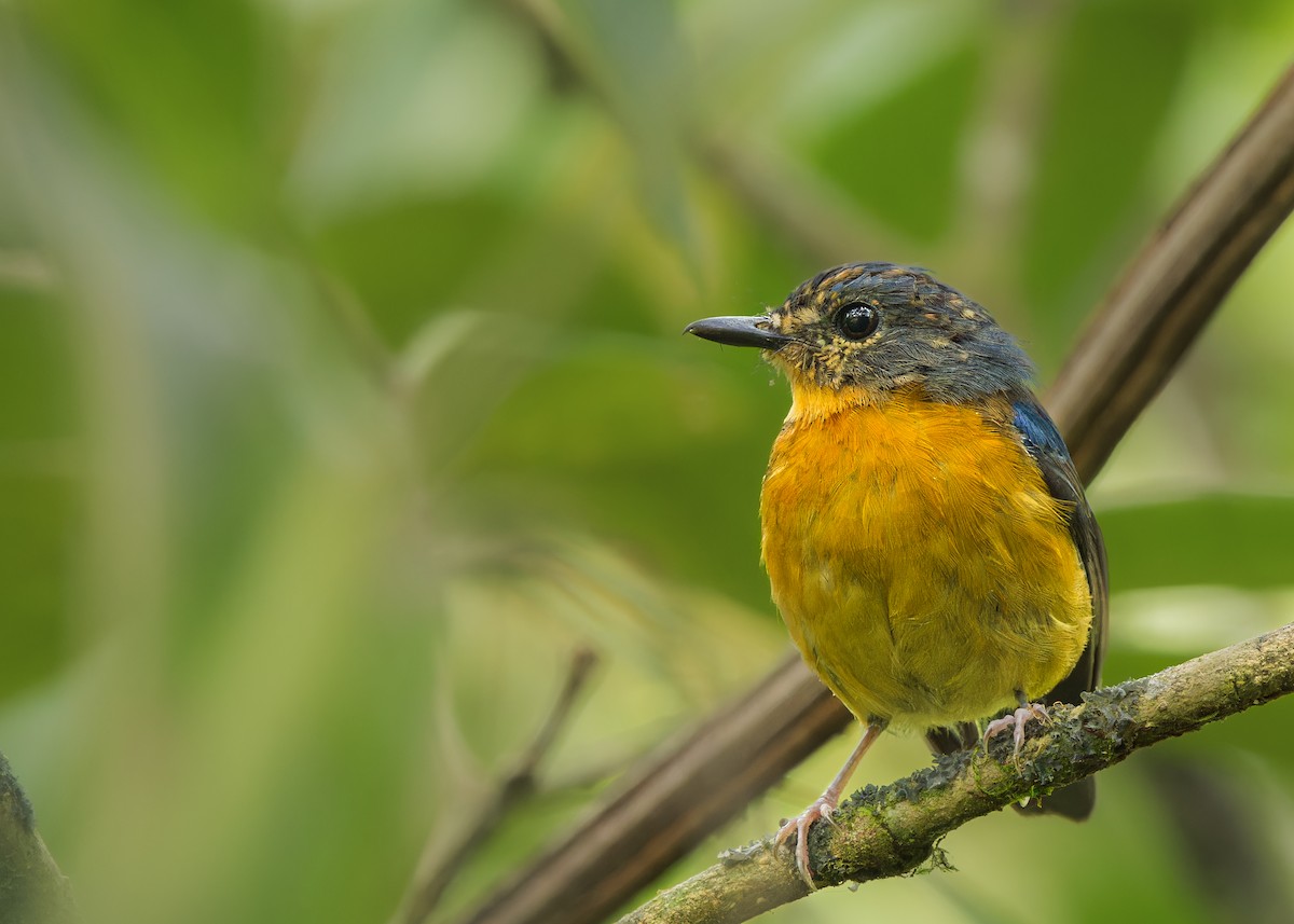 Sulawesi Blue Flycatcher (Sulawesi) - ML609650759