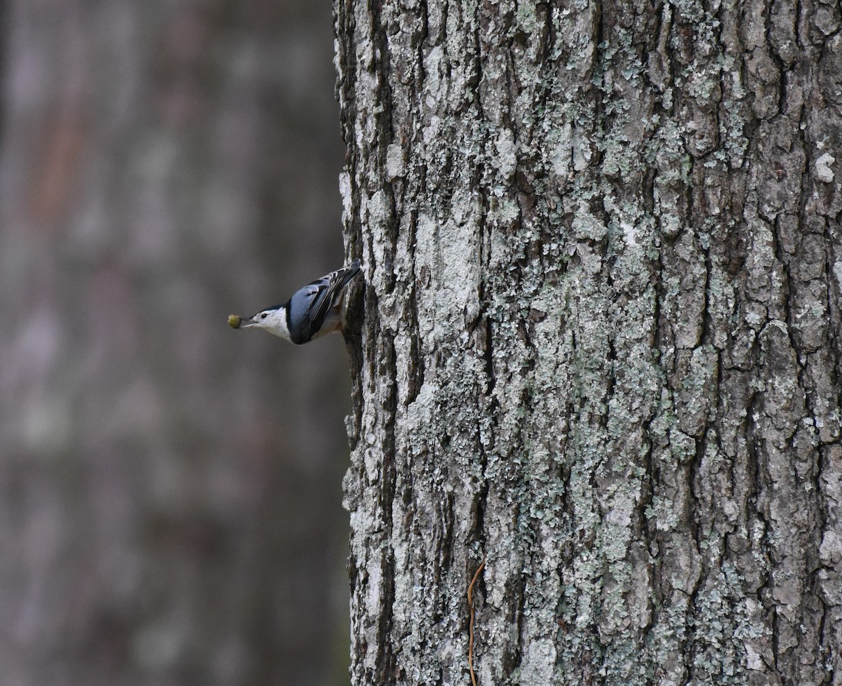 White-breasted Nuthatch - ML609650777