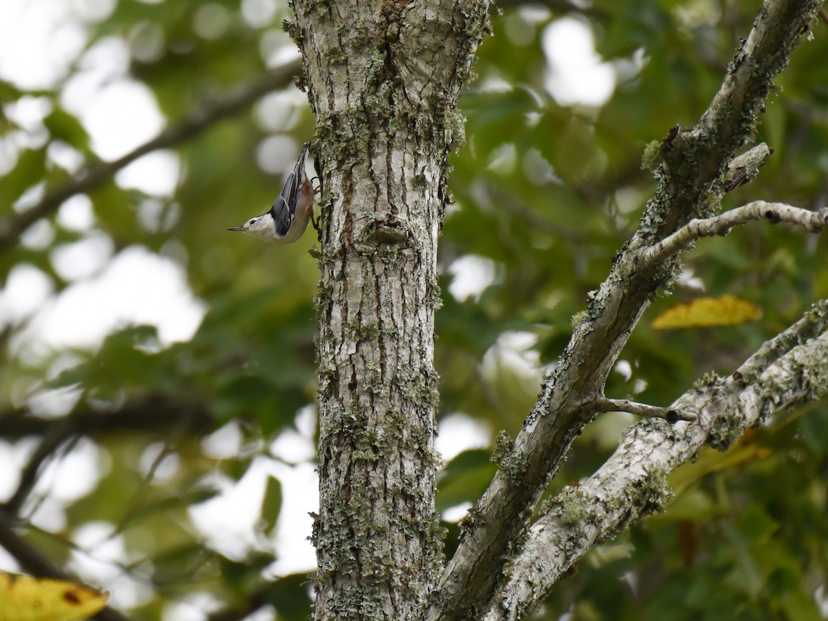 White-breasted Nuthatch - ML609650778