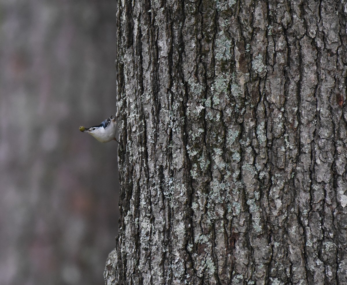 White-breasted Nuthatch - ML609650779