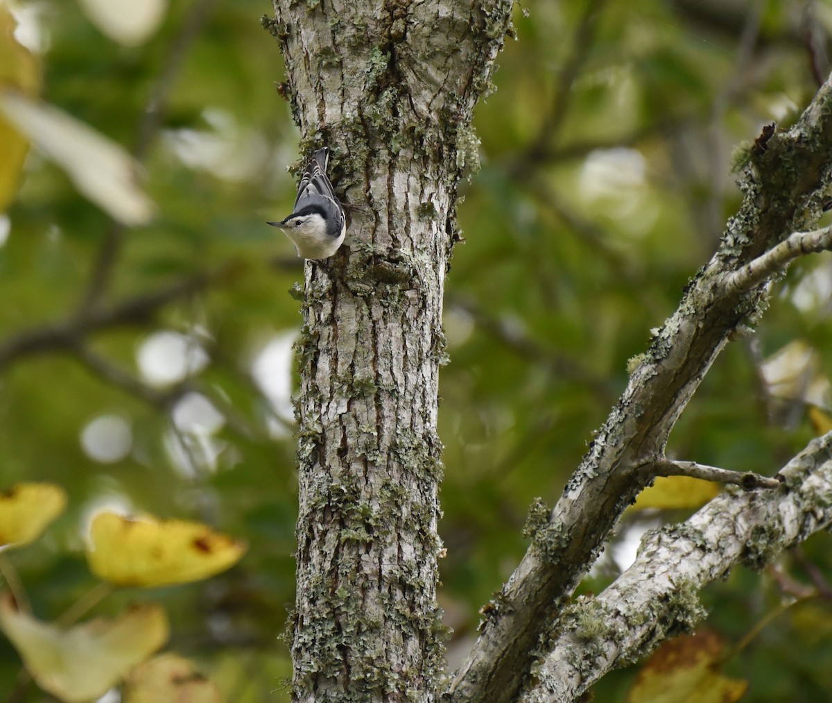 White-breasted Nuthatch - ML609650780