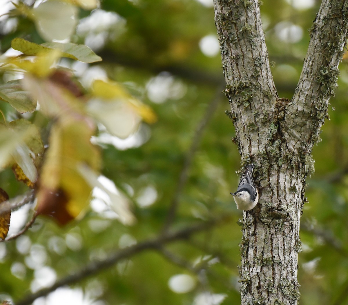 White-breasted Nuthatch - ML609650781