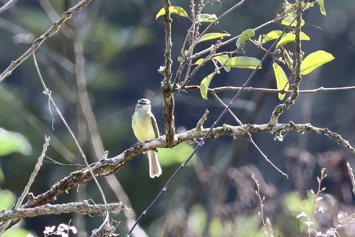 Sooty-headed Tyrannulet (griseiceps) - ML609650819