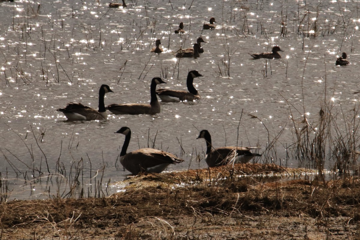 Canada Goose - ML609650826