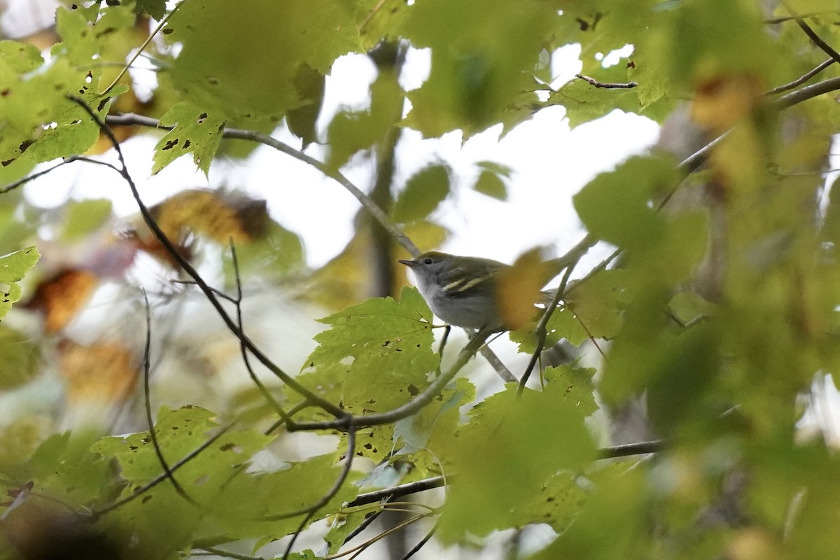 Chestnut-sided Warbler - ML609650831