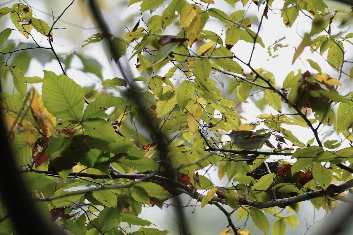 Chestnut-sided Warbler - ML609650833