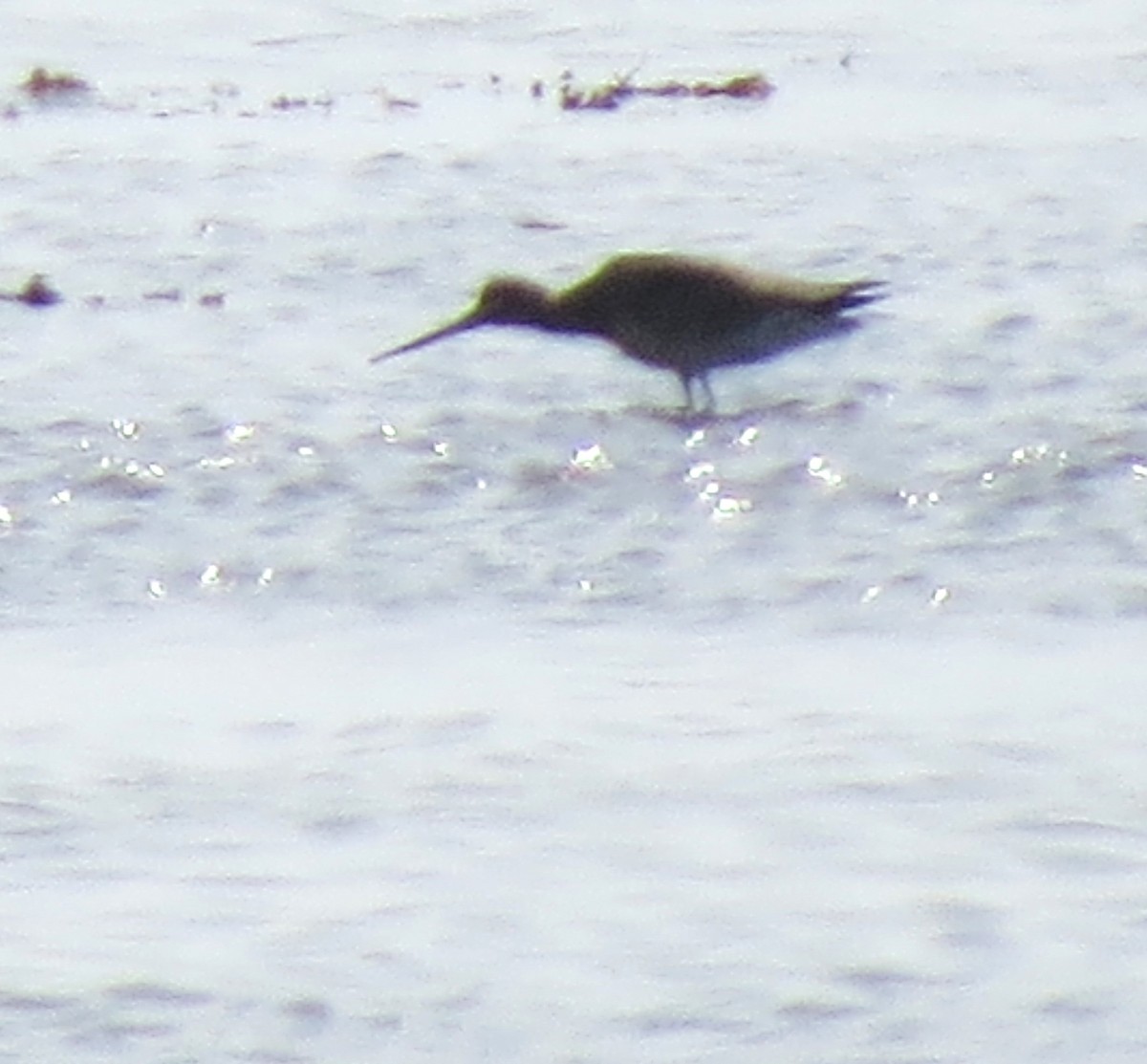 Hudsonian Godwit - ML609650879