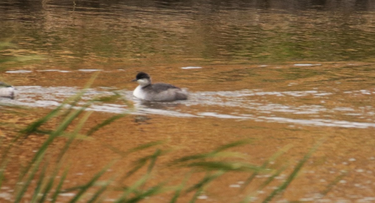 Ruddy Duck - George Matz