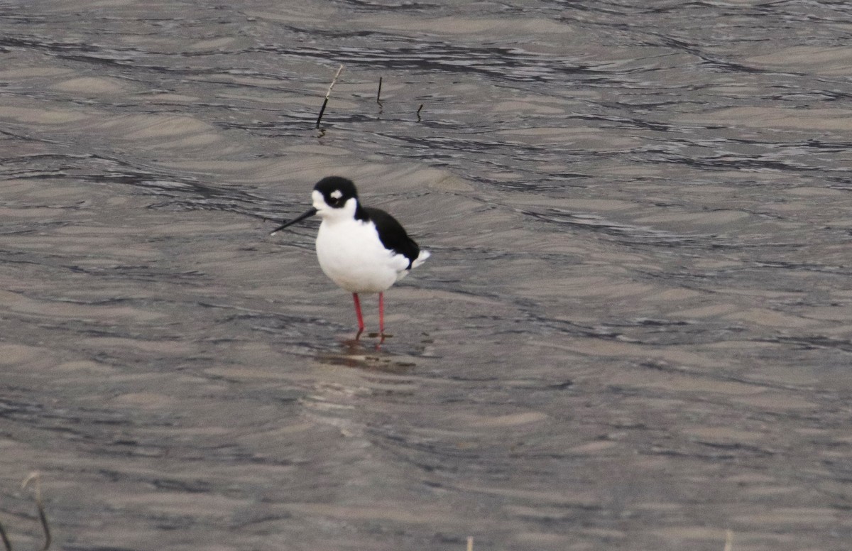 Black-necked Stilt - ML609650924