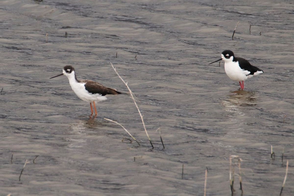 Black-necked Stilt - ML609650935