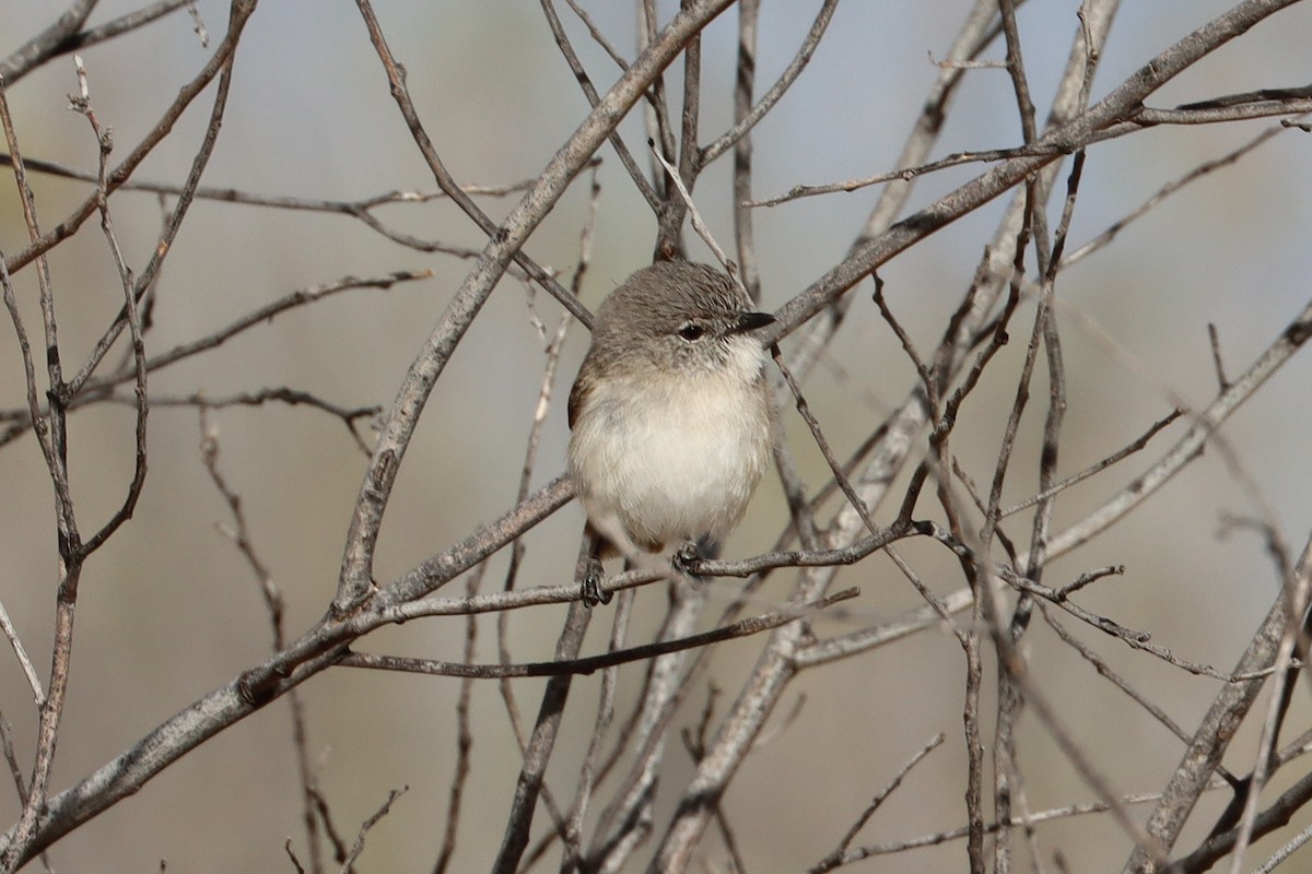 Slaty-backed Thornbill - ML609650939