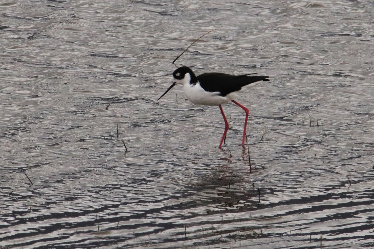 Black-necked Stilt - ML609650946